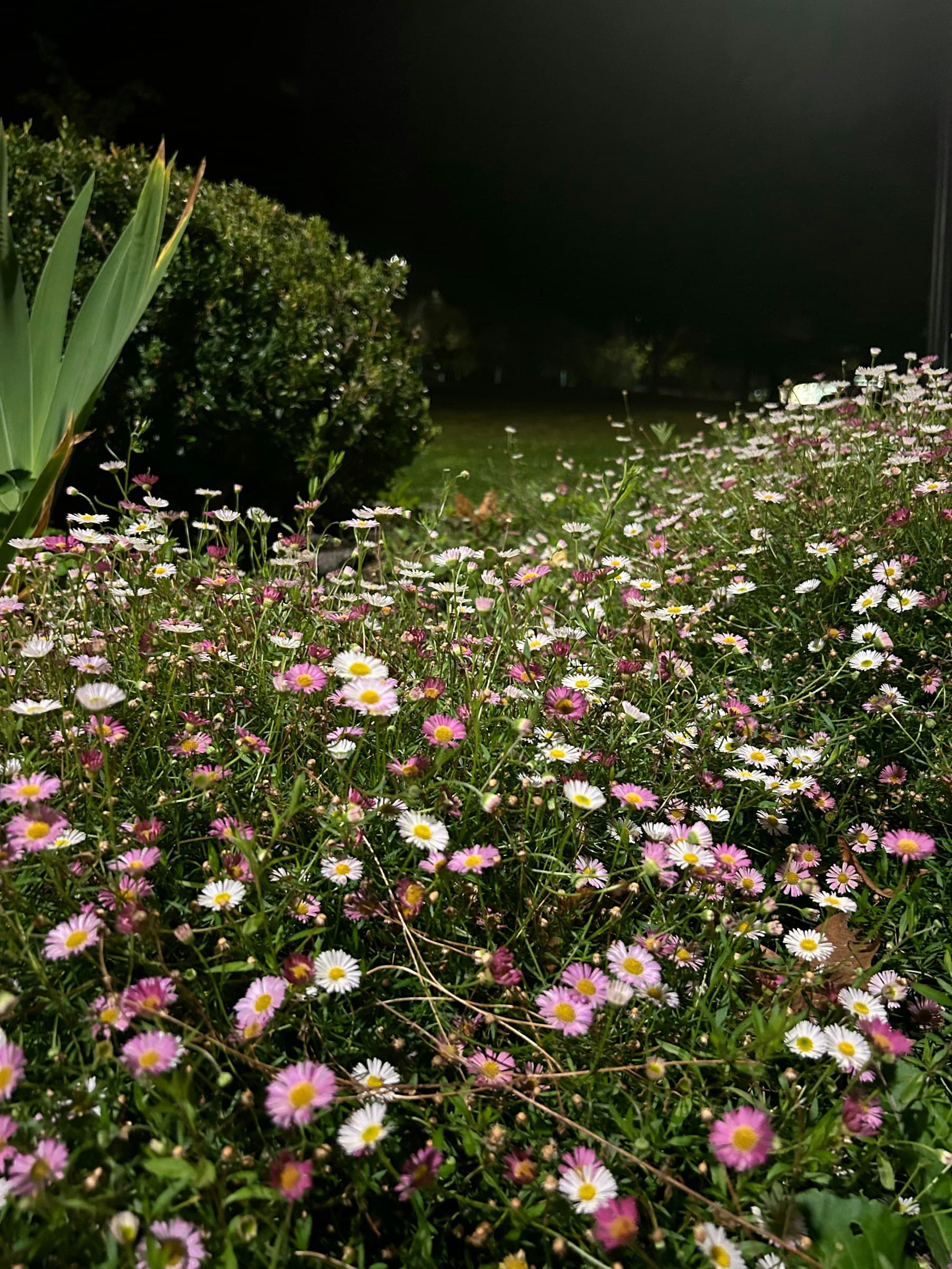 Placeholder photograph of pink and white wildflowers at night, not a photograph of Jazmin